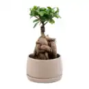 Bild 4 von GARDENLINE Bonsai-Ginseng