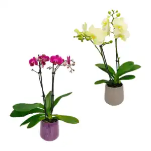 GARDENLINE Phalaenopsis