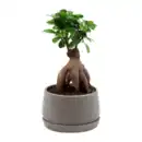 Bild 3 von GARDENLINE Bonsai-Ginseng