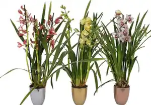 Orchidee, Cymbidium im Hugo X-Mas 12 cm Keramiktopf