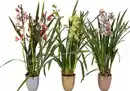 Bild 1 von Orchidee, Cymbidium im Hugo X-Mas 12 cm Keramiktopf