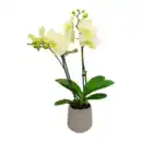 Bild 2 von GARDENLINE Phalaenopsis