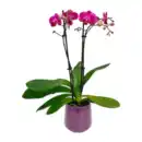 Bild 3 von GARDENLINE Phalaenopsis