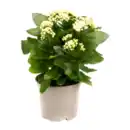 Bild 3 von GARDENLINE Kalanchoe