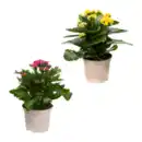 Bild 1 von GARDENLINE Kalanchoe