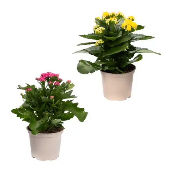 Bild 1 von GARDENLINE Kalanchoe