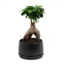 Bild 2 von GARDENLINE Bonsai-Ginseng