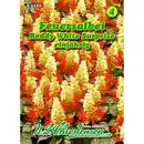 Bild 1 von Salvia splendens, Feuersalbei, Reddy White Surprise