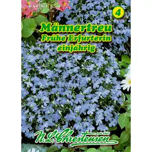 Lobelia , Männertreu, Frühe Erfurterin