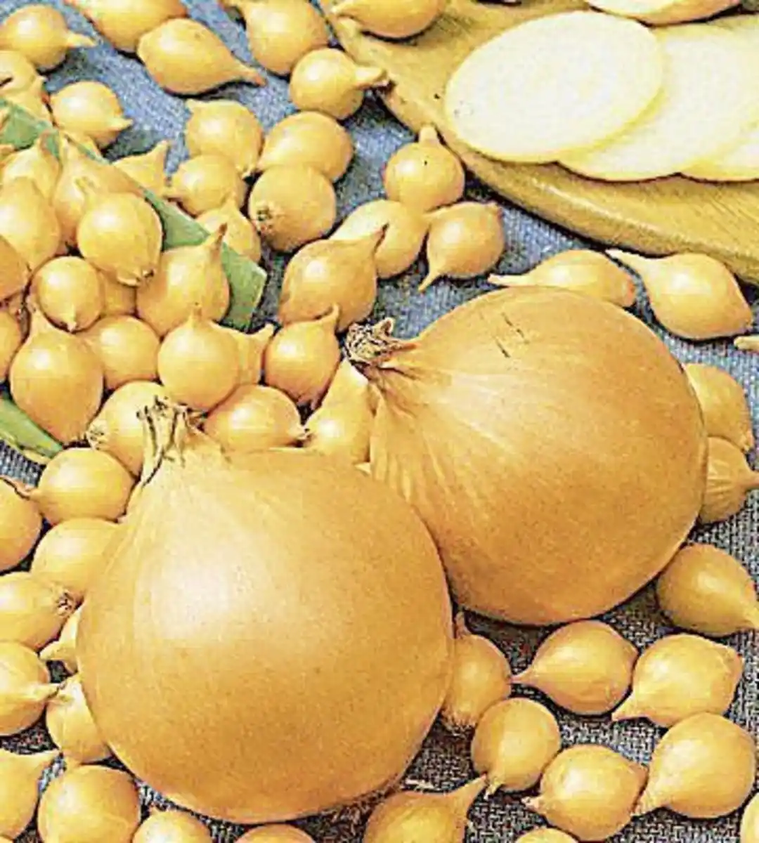 Bild 1 von Wintersteckzwiebeln 250 g