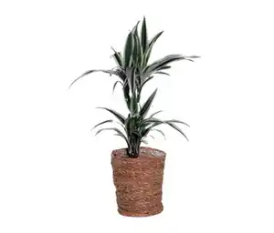 Zimmerpflanze »Dracaena White Stripe« mit Topf