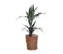 Bild 1 von Zimmerpflanze »Dracaena White Stripe« mit Topf