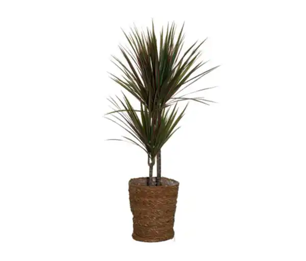 Bild 1 von Zimmerpflanze »Dracaena Bicolor« mit Topf