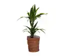 Bild 1 von Zimmerpflanze »Dracaena Lemon Lime« mit Topf