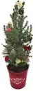 Bild 2 von Weihnachtsbaum dekoriert