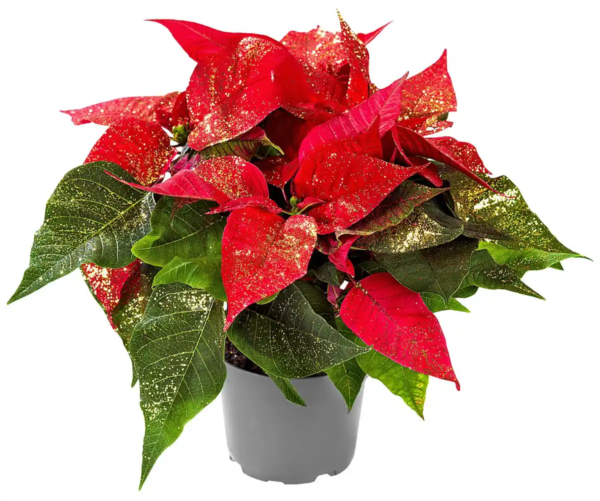 Bild 1 von Weihnachtsstern oder Zauberstern