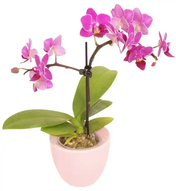 Bild 1 von Orchideenvielfalt im Übertopf