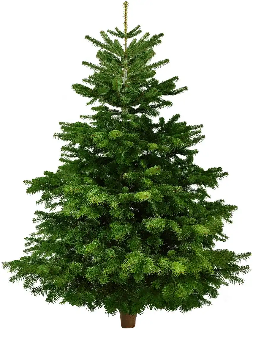 Bild 1 von Nordmanntanne