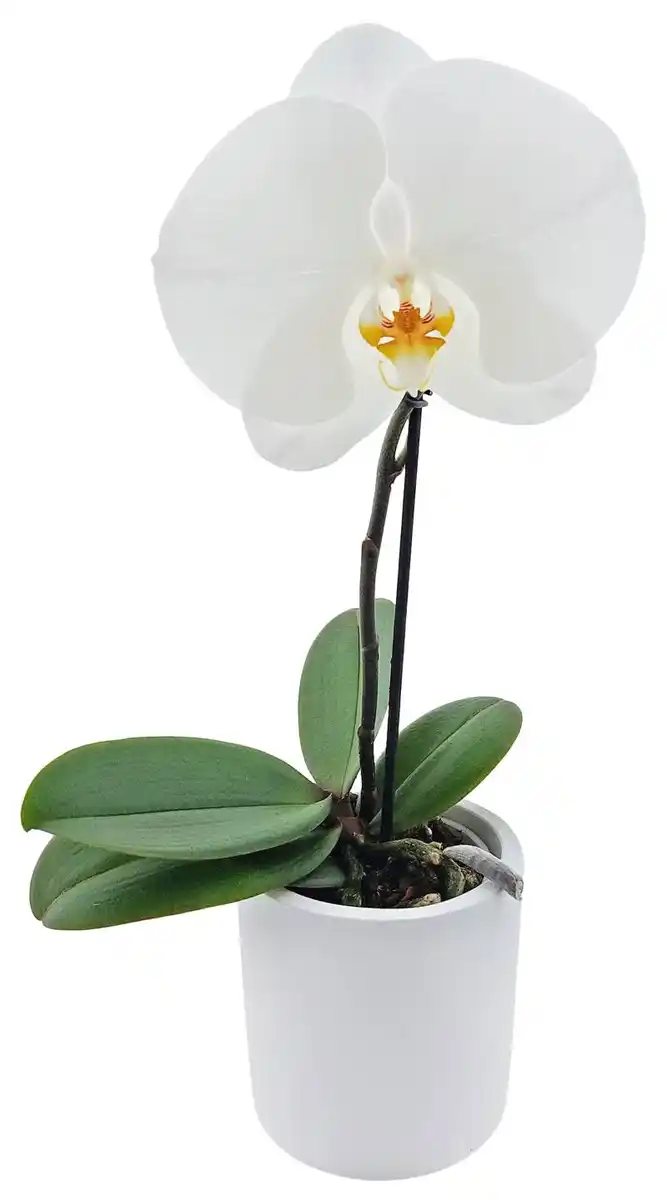 Bild 1 von Orchideenvielfalt im Übertopf