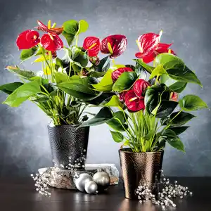 Flamingoblume Anthurium "Esudo"