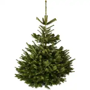 Weihnachtsbaum, Nordmanntanne, 1. Wahl, Höhe: 100 - 150 cm, gesägt