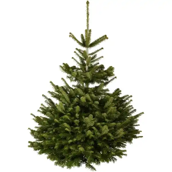 Bild 1 von Weihnachtsbaum, Nordmanntanne, 1. Wahl, Höhe: 100 - 150 cm, gesägt