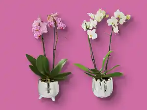 Phalaenopsis in Formkeramik