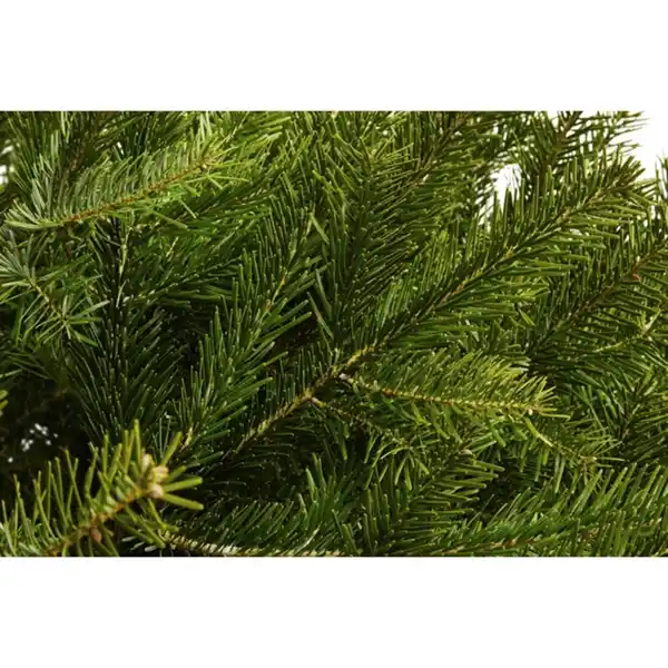 Bild 2 von Gartenkrone Nordmanntanne Nordmanniana abies