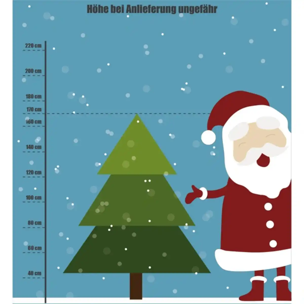 Bild 3 von Gartenkrone Nordmanntanne Nordmanniana abies