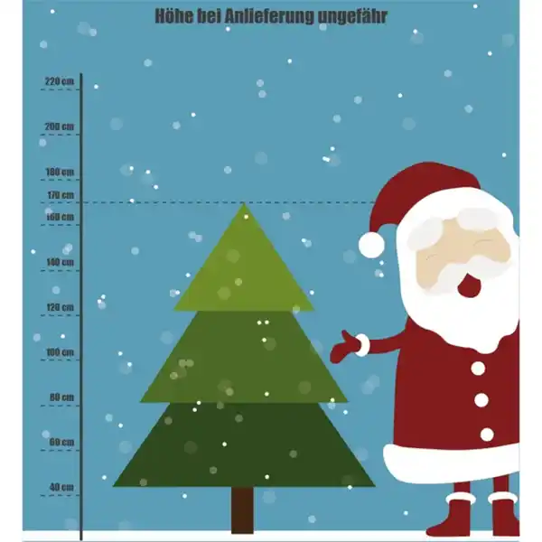 Bild 3 von Gartenkrone Nordmanntanne Nordmanniana abies
