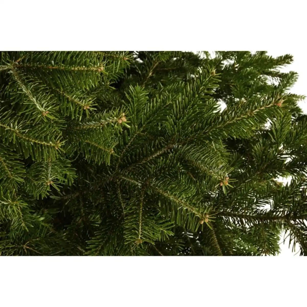 Bild 3 von Gartenkrone Weihnachtsbaum, Nordmanntanne , 200 - 250 cm