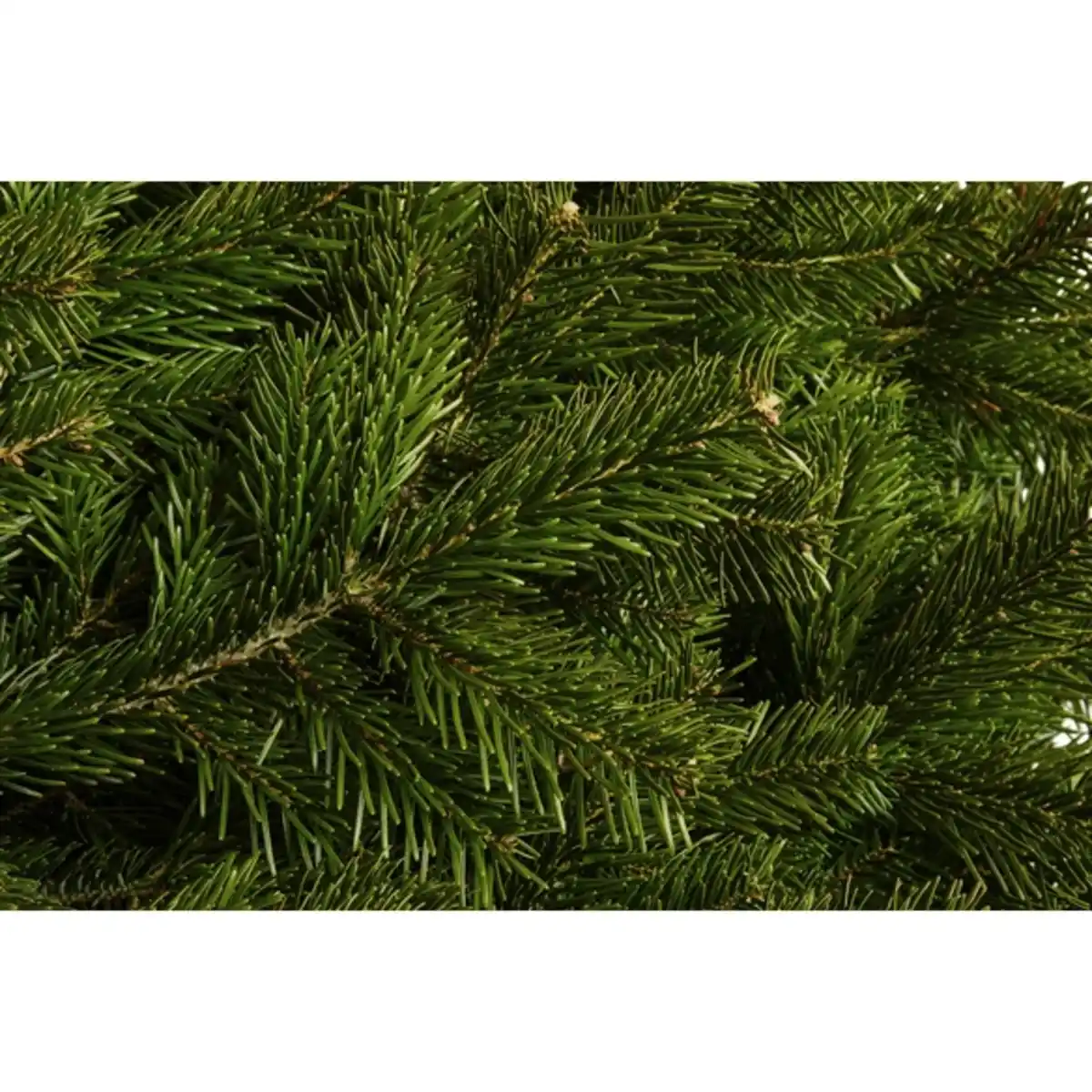 Bild 3 von Gartenkrone Weihnachtsbaum, Nordmanntanne, 175 - 200 cm