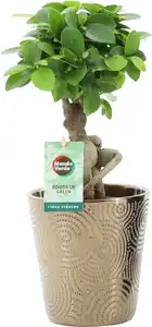 chinesischer Feigenbaum Ficus microcarpa Ginseng im Infinity Keramiktopf 13 cm