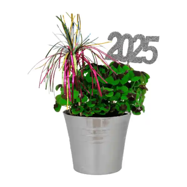 Bild 3 von GARDENLINE Glücksklee