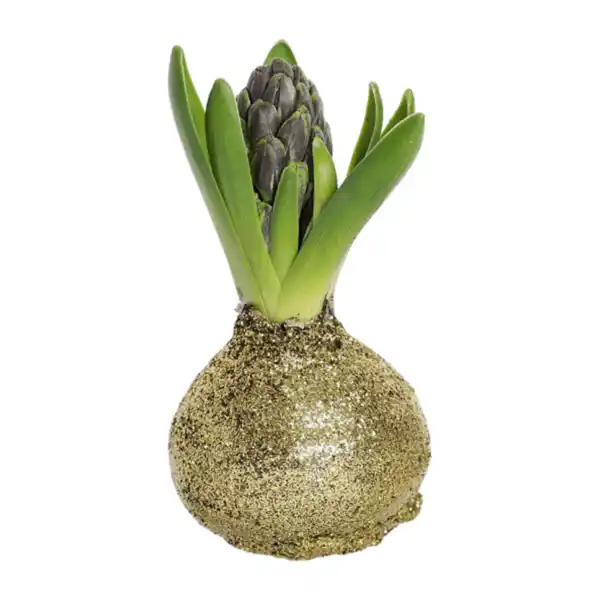 Bild 3 von GARDENLINE Hyazinthe, gewachst