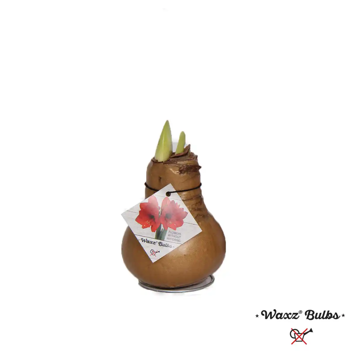 Bild 1 von Amaryllis Hippeastrum in Wachs