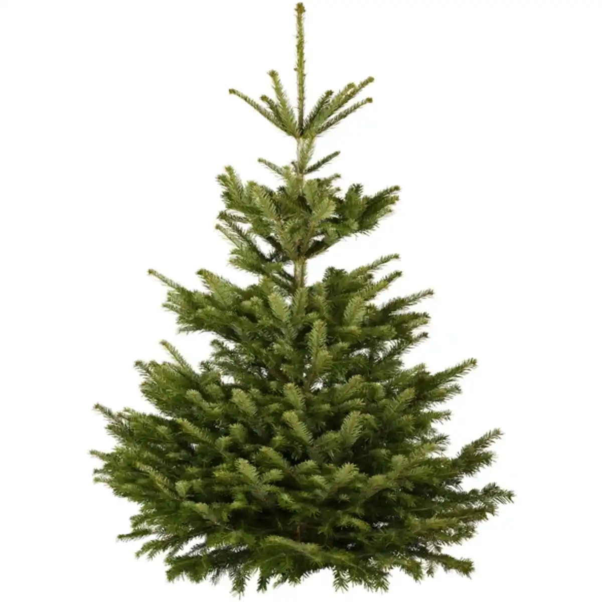 Bild 1 von Gartenkrone Nordmanntanne Nordmanniana abies