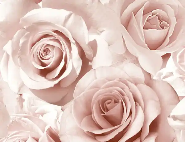 Bild 1 von Papiertapeten Rosen