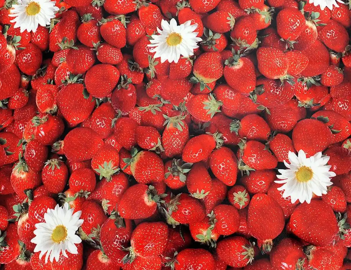 Bild 2 von Wachstuch Strawberry