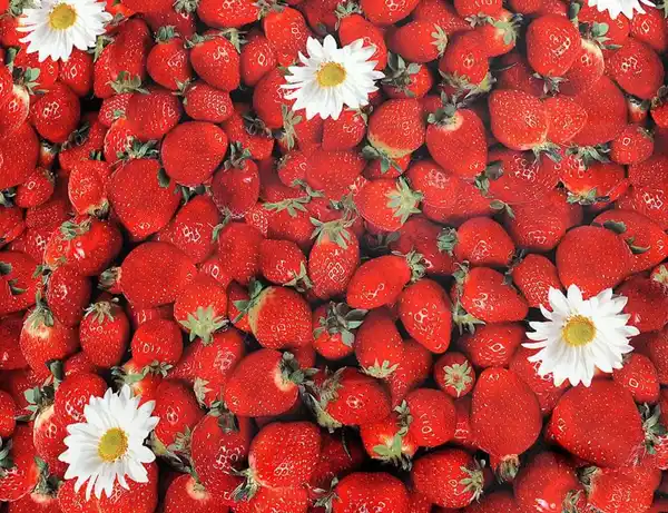 Bild 2 von Wachstuch Strawberry