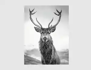 Bild Hirsch Schwarz, Weiß