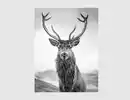 Bild 1 von Bild Hirsch Schwarz, Weiß