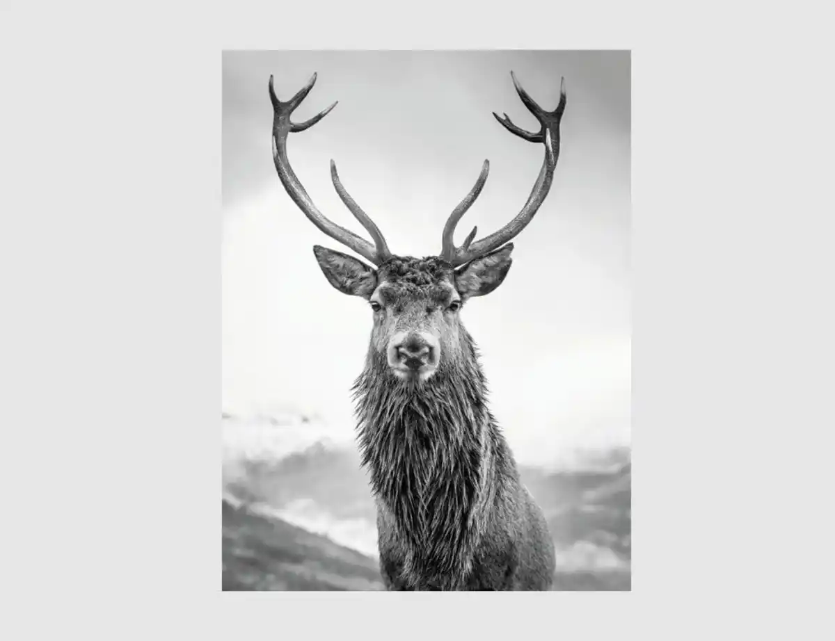 Bild 1 von Bild Hirsch Schwarz, Weiß