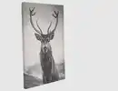 Bild 2 von Bild Hirsch Schwarz, Weiß