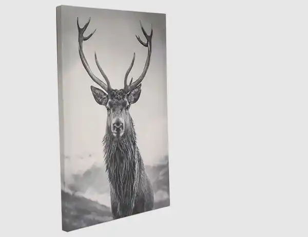 Bild 2 von Bild Hirsch Schwarz, Weiß