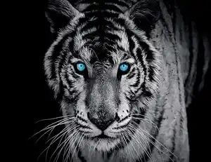 Fototapete TIGER