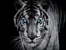 Bild 1 von Fototapete TIGER