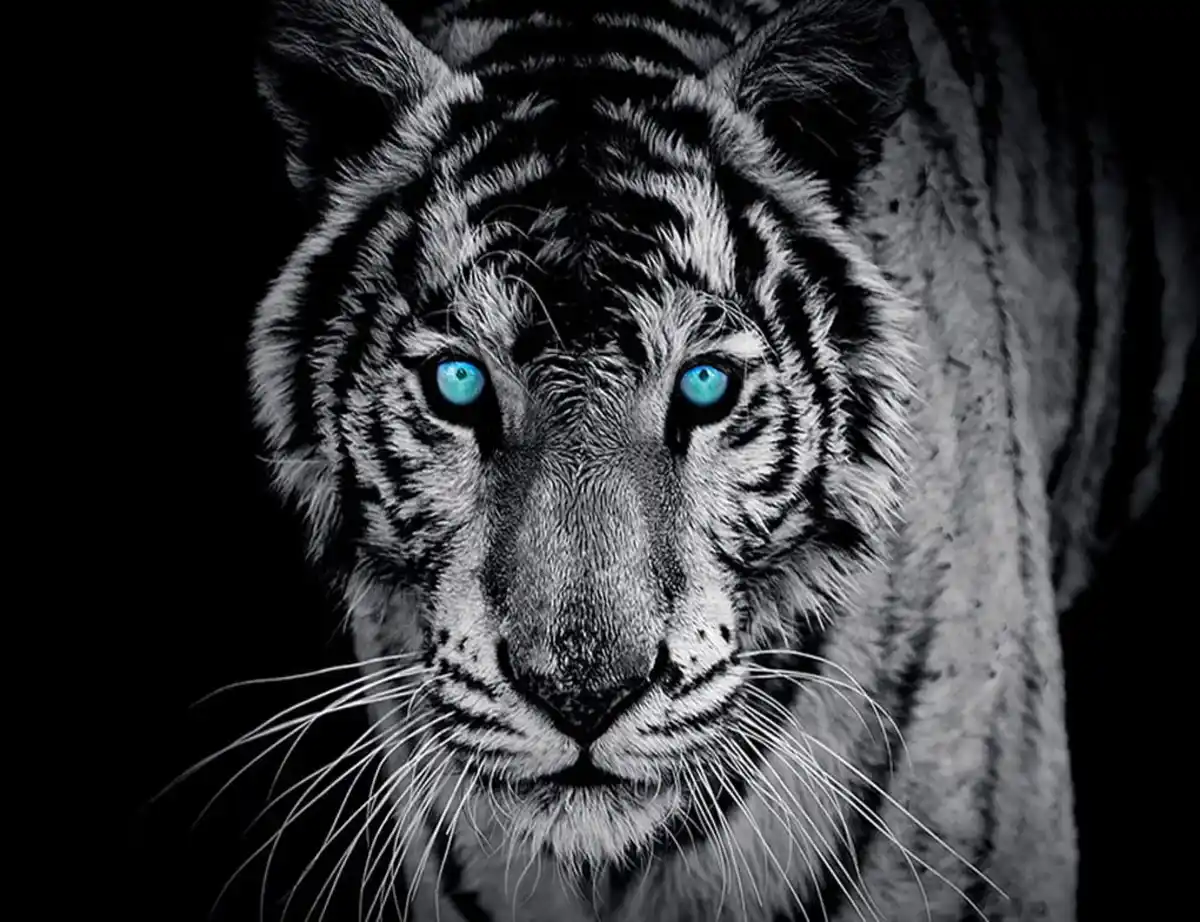 Bild 1 von Fototapete TIGER