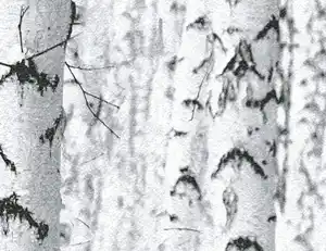 Papiertapete Birkenwald Grau