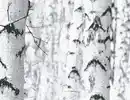 Bild 1 von Papiertapete Birkenwald Grau